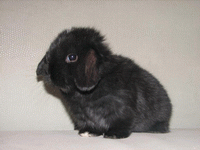 Кролик черный